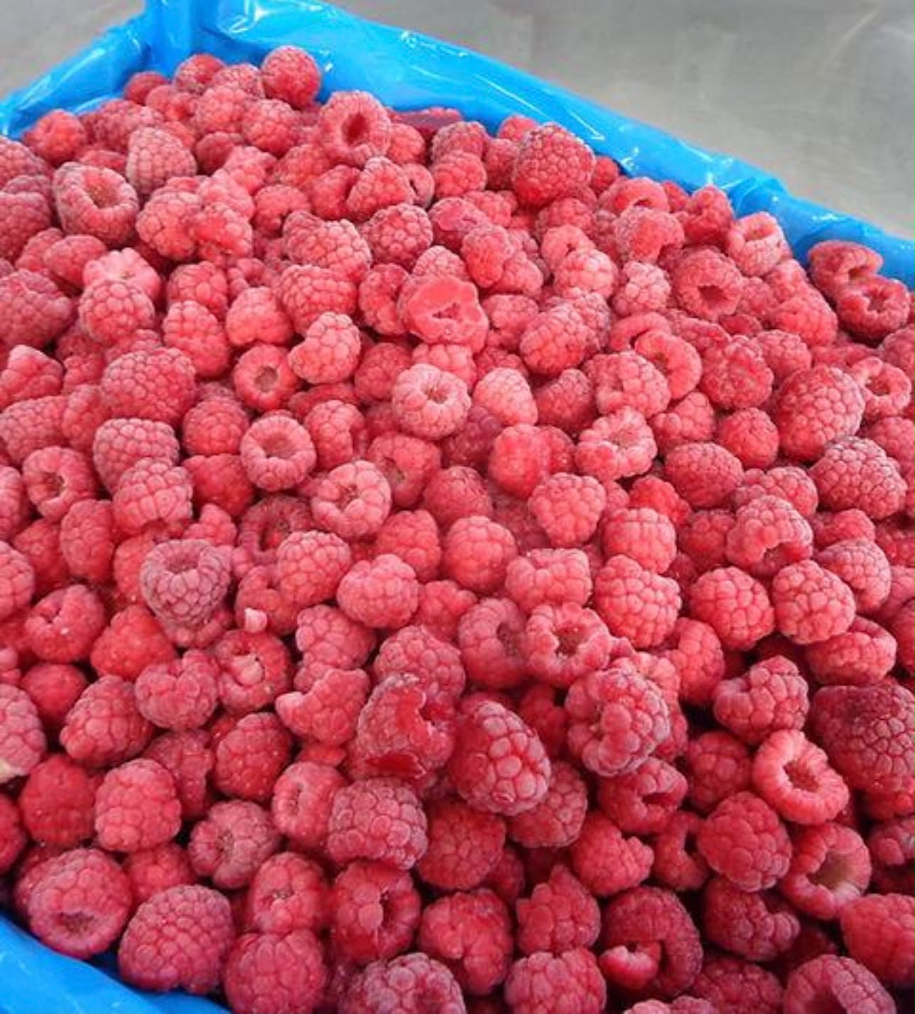 Framboises entières surgelées IQF en carton export
